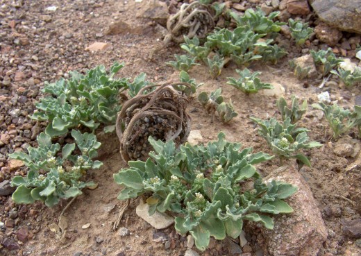 FLORES DEL DESIERTO: ROSA DE JERICÓ/ ANASTATICA HIEROCHUNTICA - FLORES