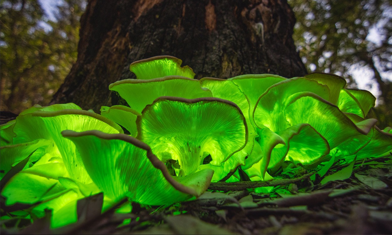 Plantas bioluminiscentes un fen