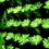 Plantas luminosas: la luz viva del futuro