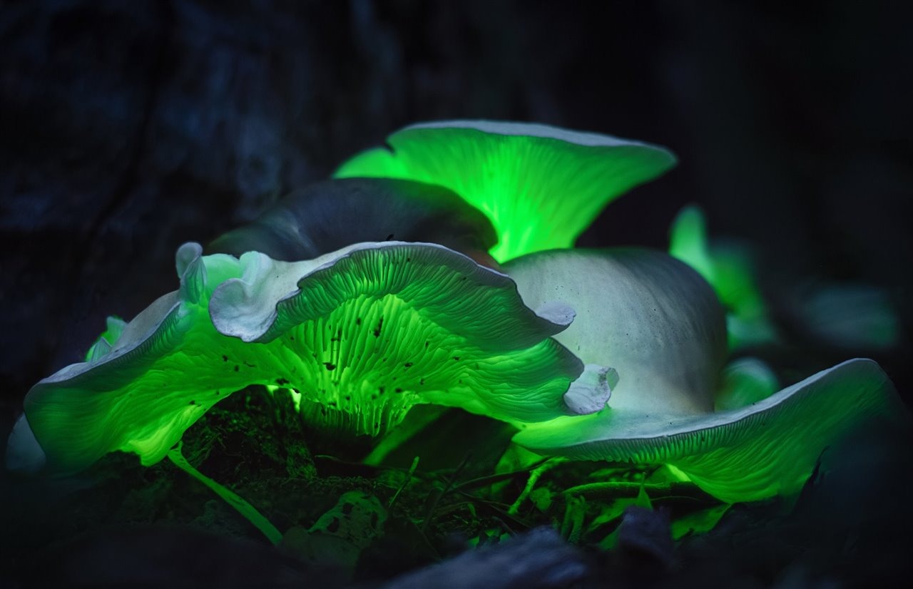 hongo bioluminiscente 0dc2fe10 1
