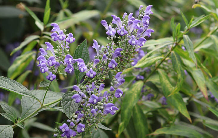 scutellaria flowers marie viljoen 733x463 1