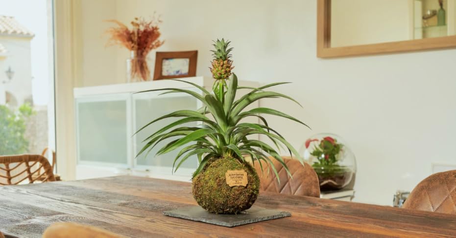 Micro-mundos botánicos - Kokedamas y Terrarios 2 pina