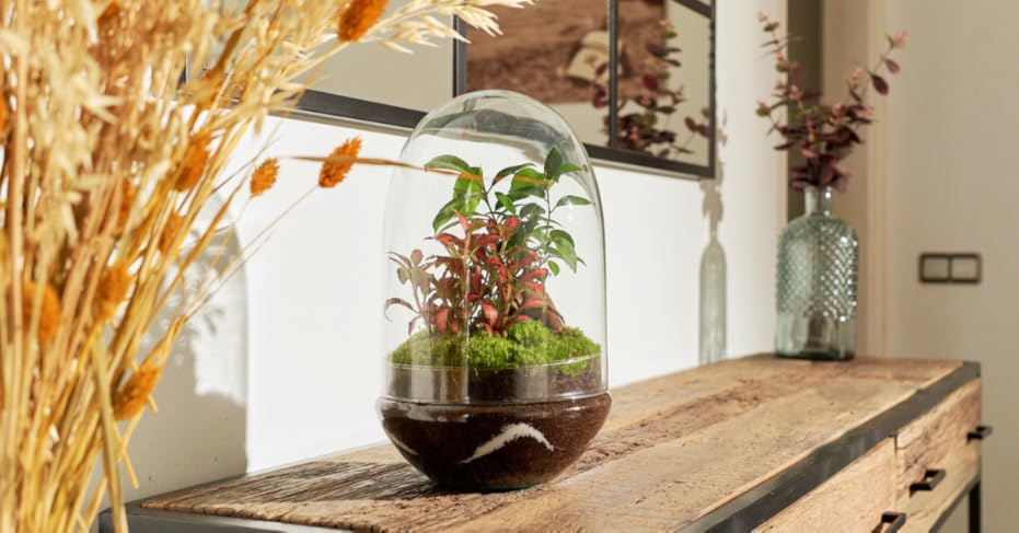 Micro-mundos botánicos - Kokedamas y Terrarios 1 terr