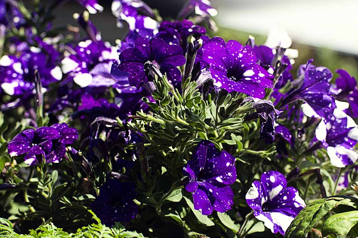 How to Grow Petunias Feature