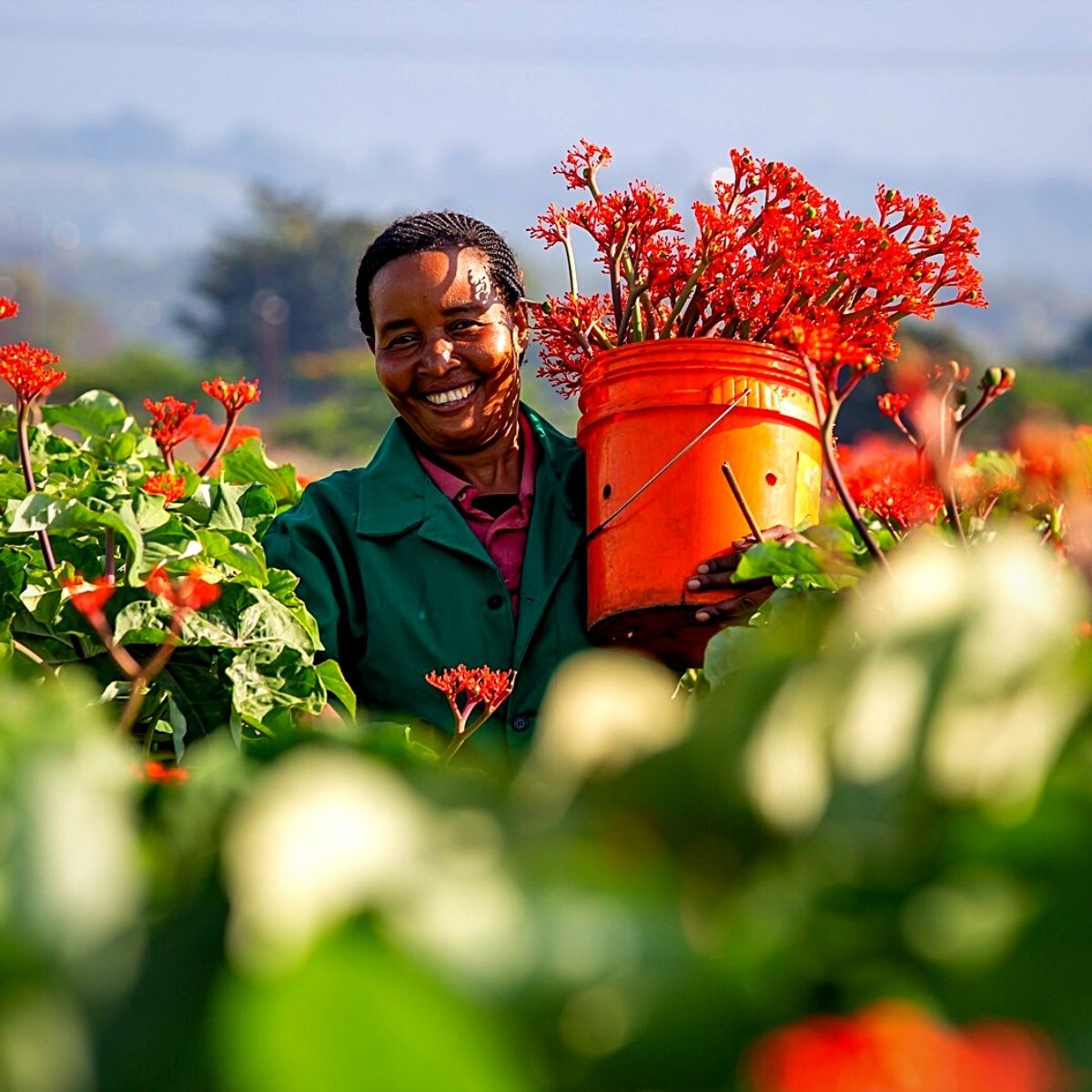 Jatropha flowers on a farm