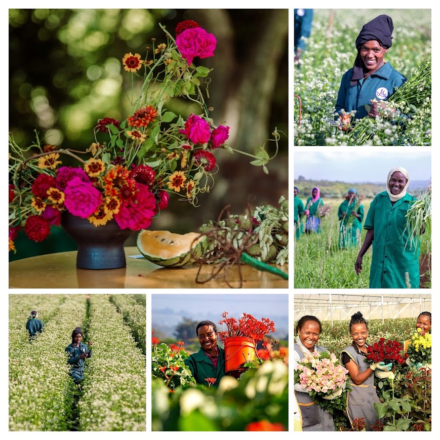 Susan final tuesday design COLLAGE