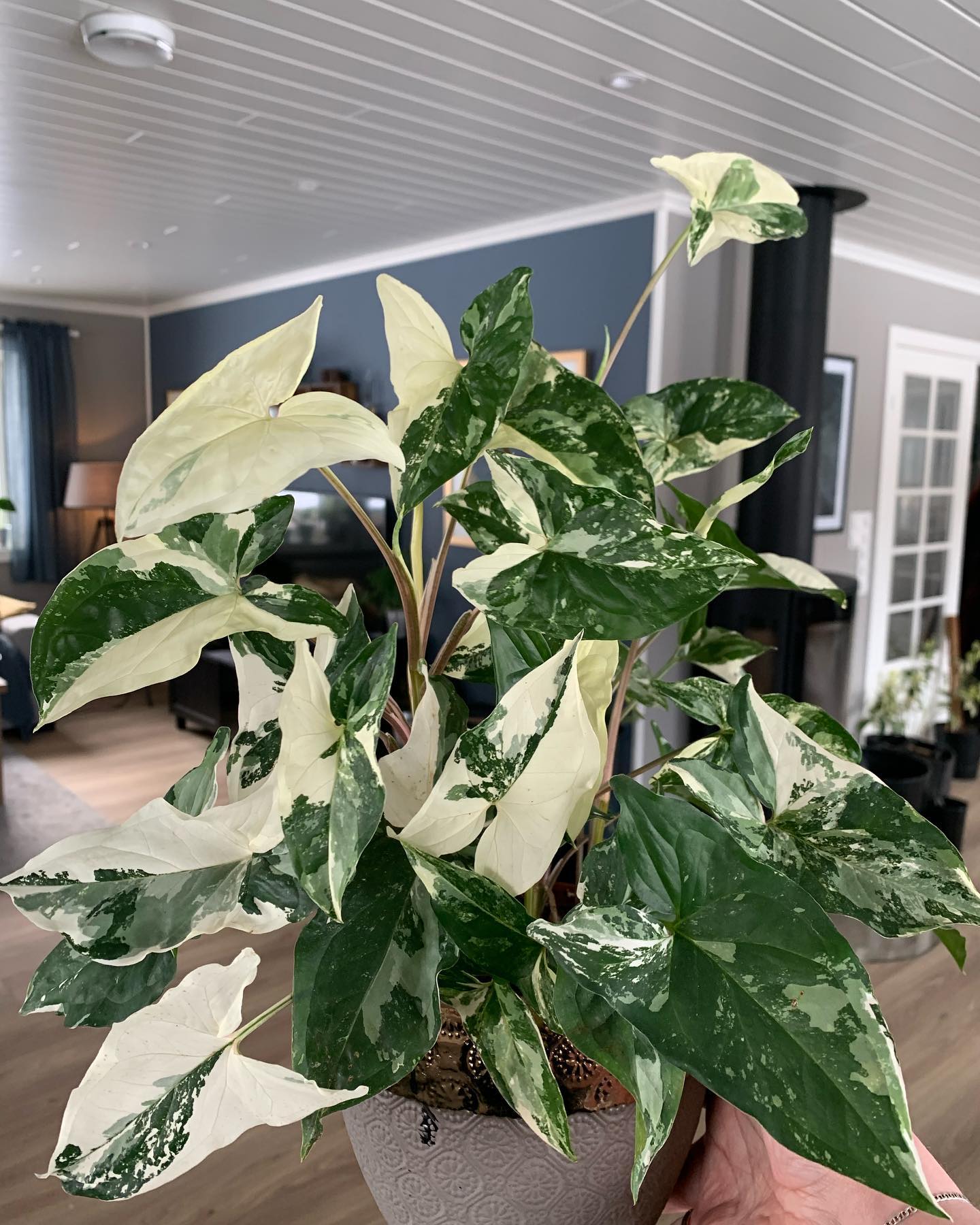 leaves