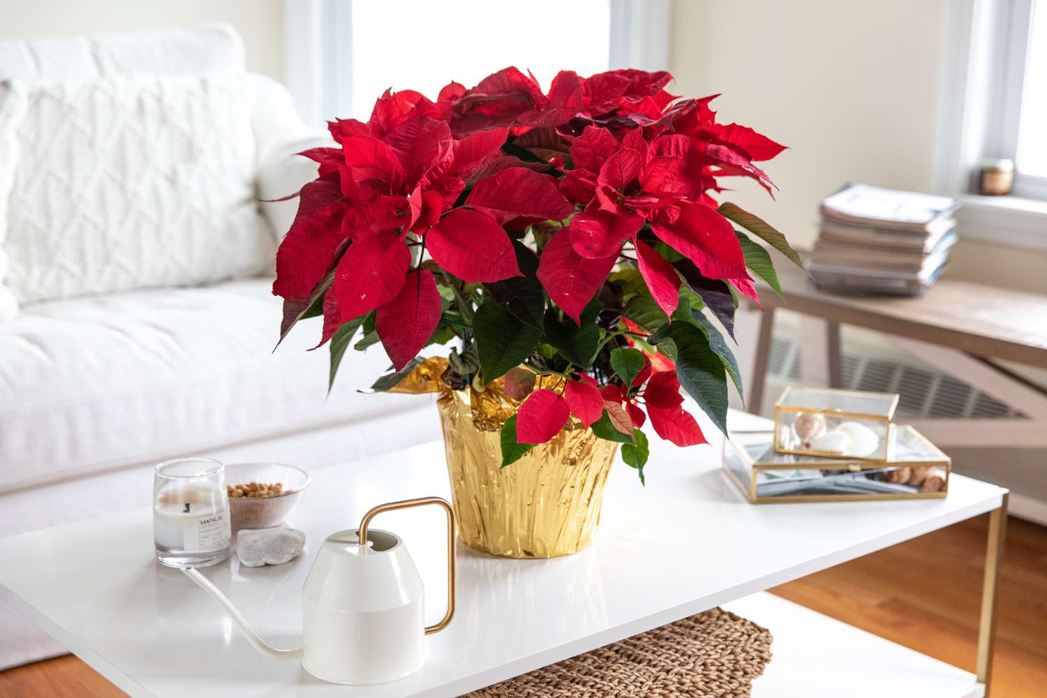 Flor de Pascua y Plantas Similares: Cuidados para Navidad