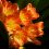 Clivias es una planta que nos ofrece un maravilloso espectáculo de alegría y belleza