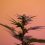 Grow Shop online especializado en el cultivo de cannabis