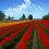 beneficios terapéuticos de los tulipanes: Skagit Valley