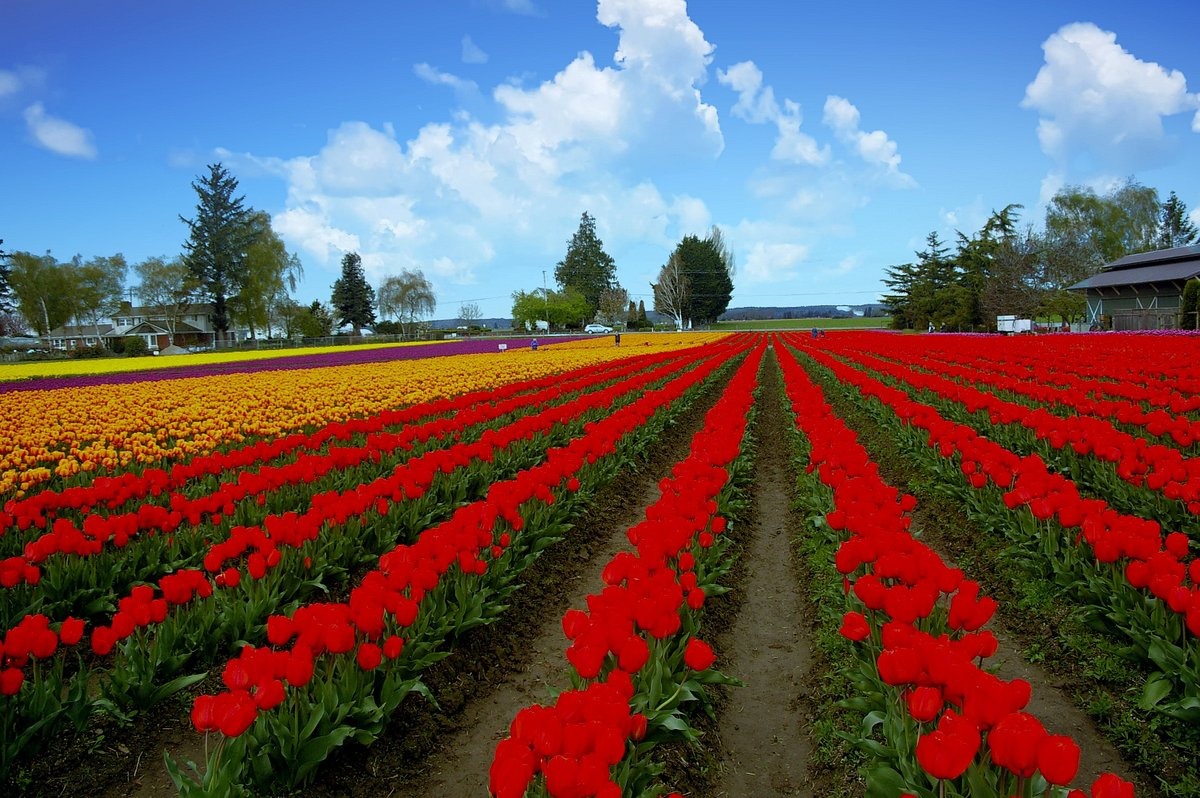 tulip fields